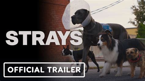 strays 2023 movie.
